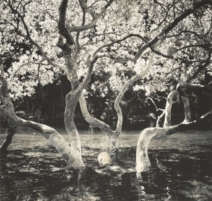 Surrender Tree - Morning Bay © Joshua Yeldham